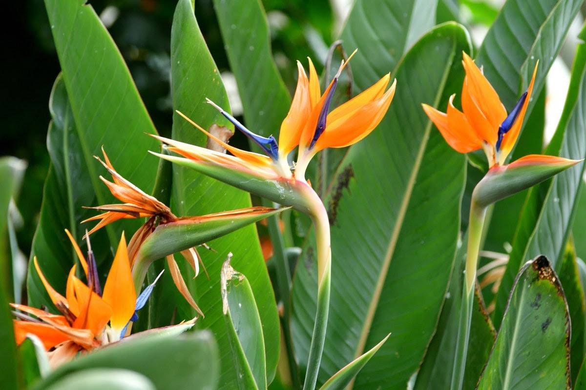 6Tropical Plants to Get the Jungle Look at Home - 10880